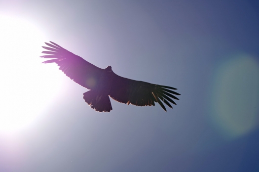 under_the_condor.jpg